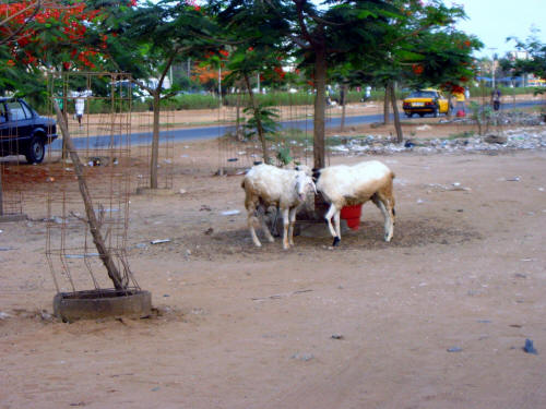 Dakar